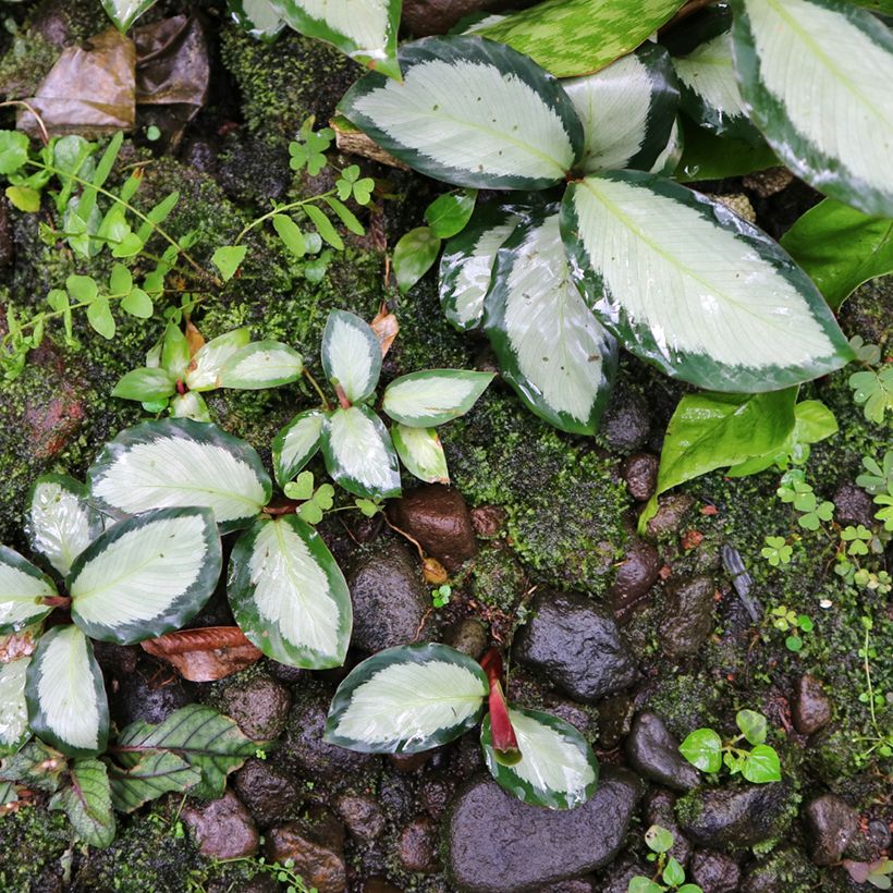 Calathea Royal Standard - Korbmaranten (Wuchs)