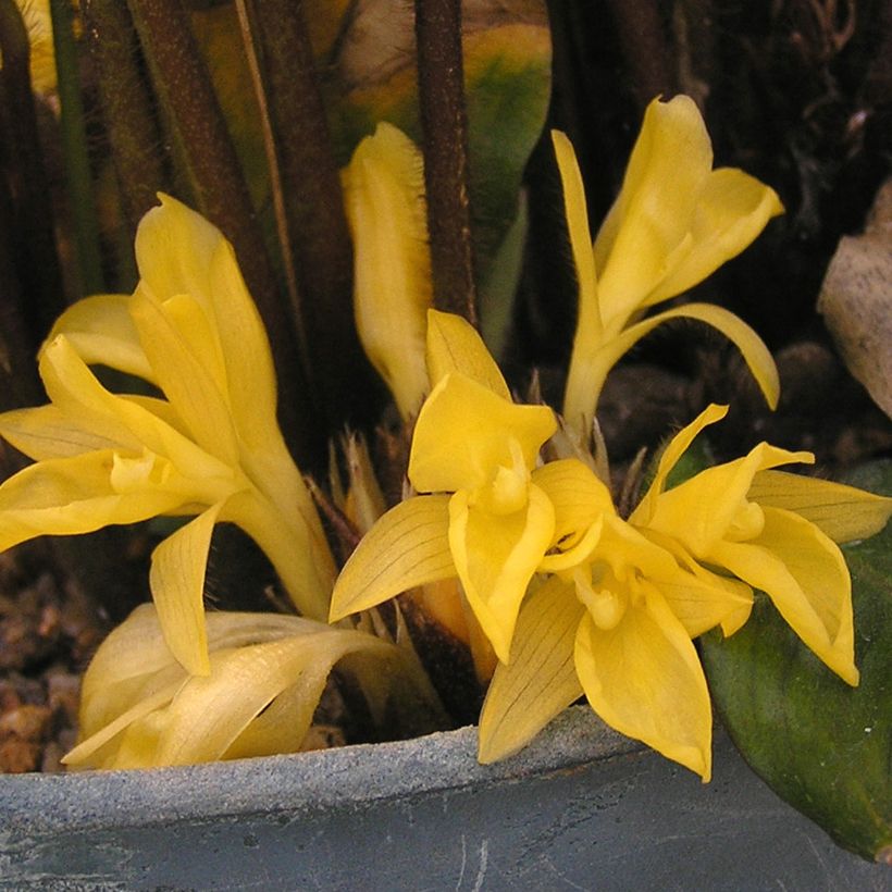 Calathea rufibarba - Korbmaranten (Blüte)