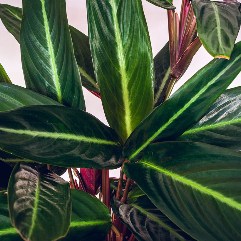 Calathea sanguinea - Korbmaranten (Foliage)