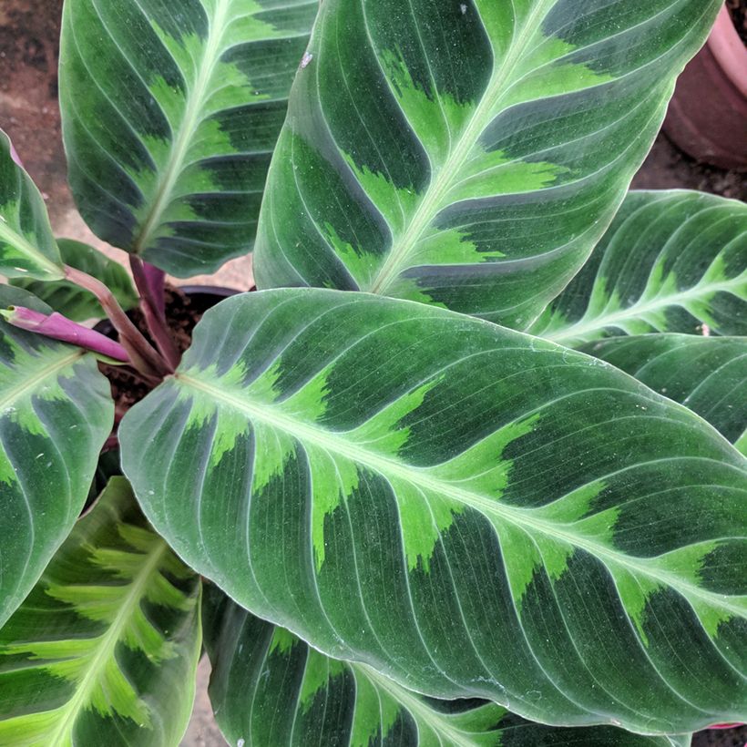 Calathea warscewiczii - Korbmaranten (Laub)