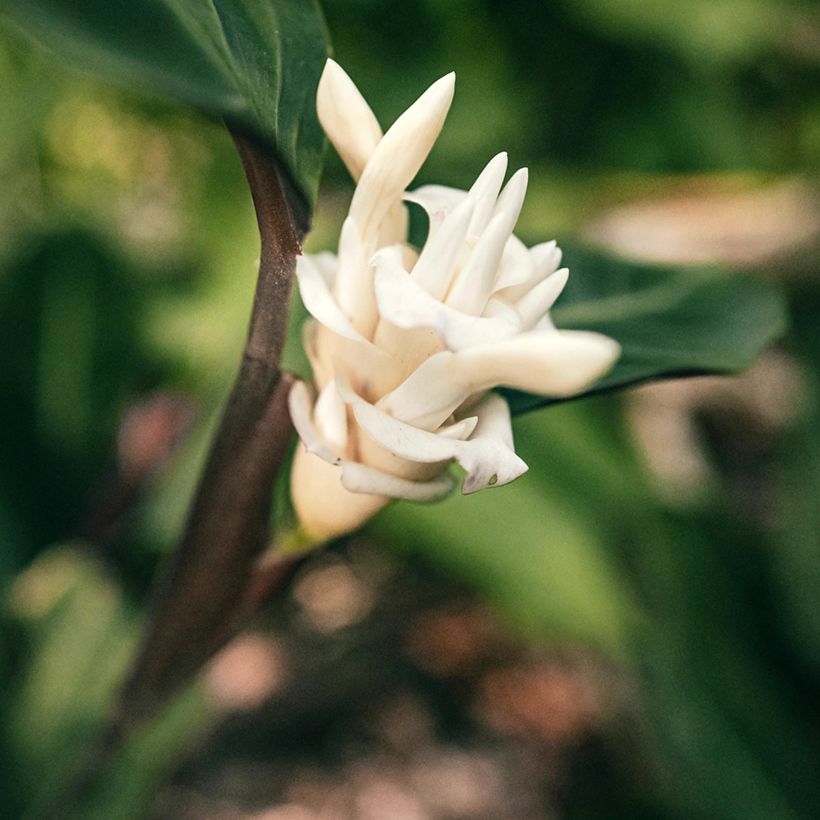 Calathea warscewiczii - Korbmaranten (Blüte)