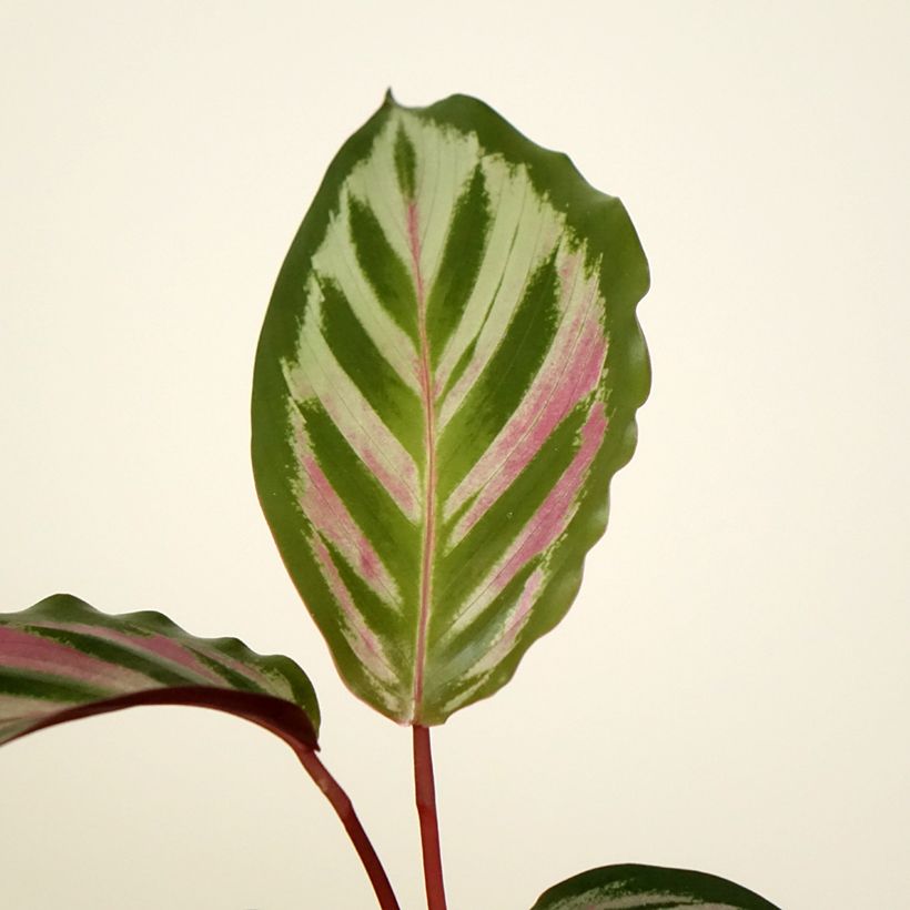 Calathea Peacock - Korbmaranten (Foliage)