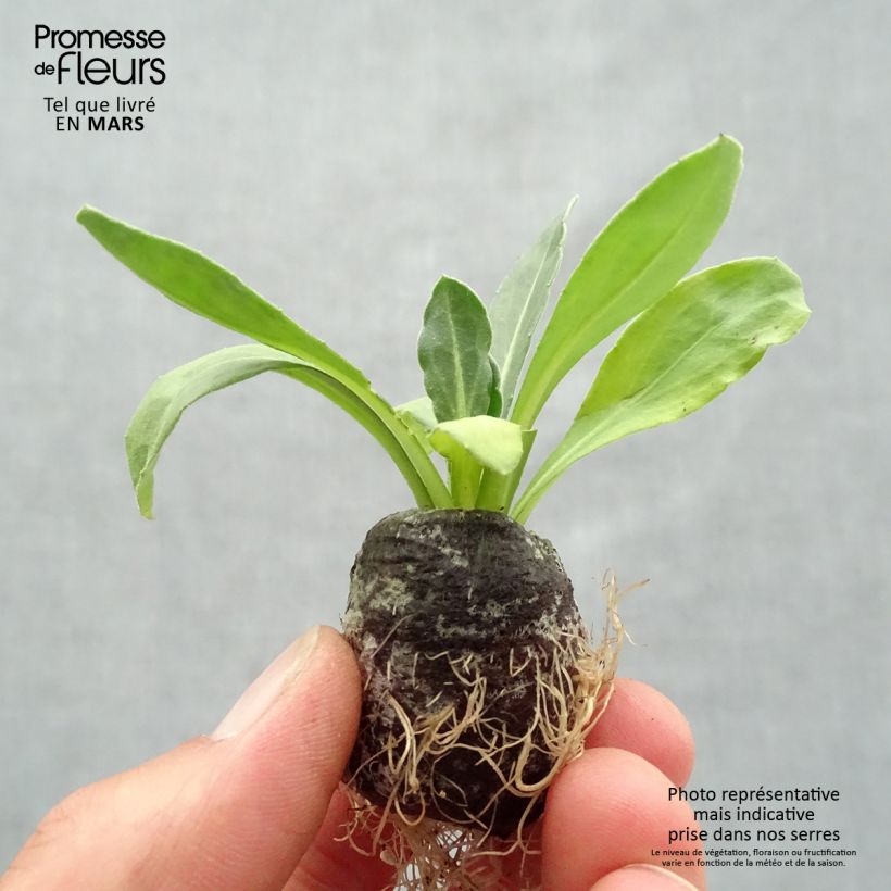 Exemplar von Ringelblume Powerdaisy Sunny - Calendula hybrida Mini-Plug Ø 3/4 cm wie im Frühjahr geliefert