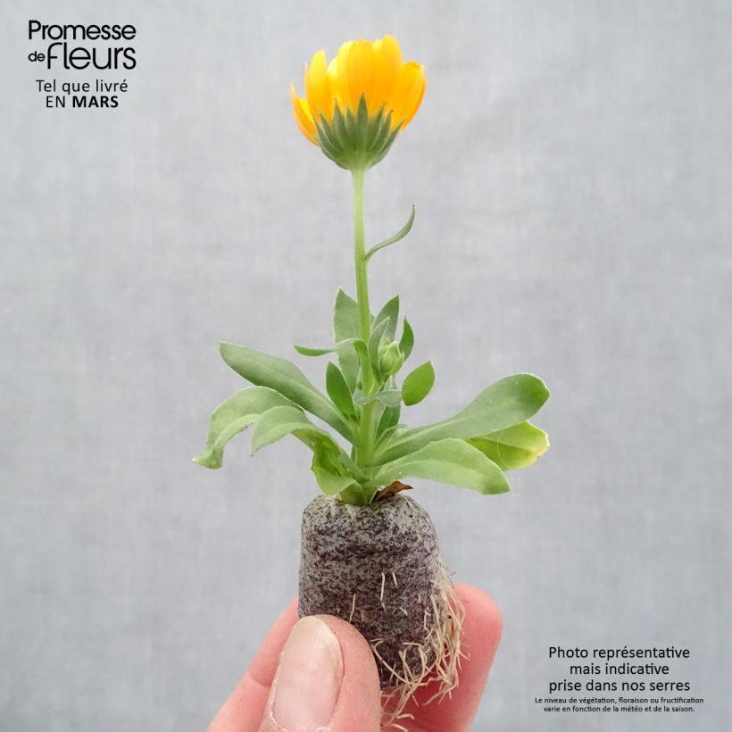 Exemplar von Ringelblume Powerdaisy Tango - Calendula hybrida Mini-Plug Ø 3/4 cm wie im Frühjahr geliefert
