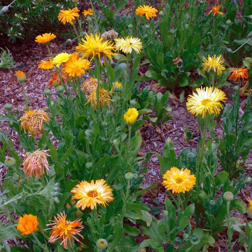 Garten-Ringelblume - Calendula officinalis (Samen) (Plant habit)