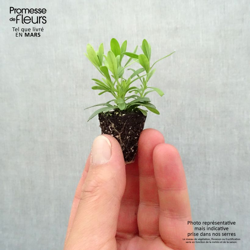 Exemplar von Zauberglöckchen Can-Can Rosies Blue - Calibrachoa Mini-Plug Ø 3/4 cm wie im Frühjahr geliefert