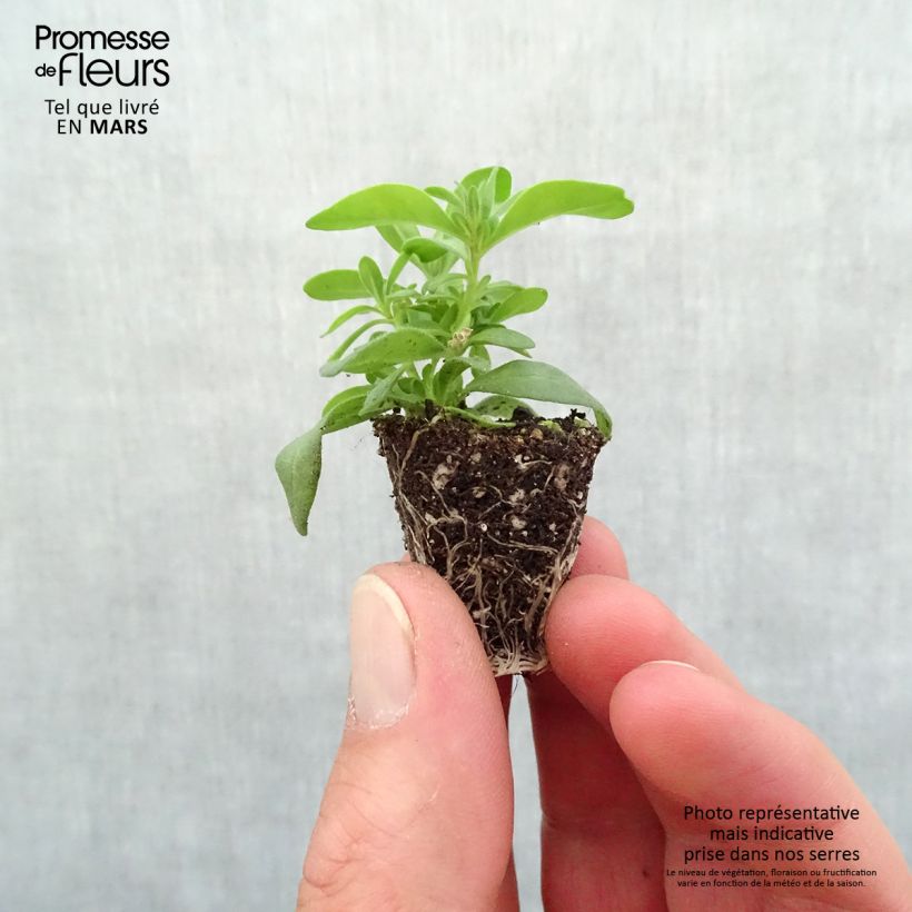 Exemplar von Zauberglöckchen Can-Can Rosies Pink - Calibrachoa Mini-Plug Ø 3/4 cm wie im Frühjahr geliefert