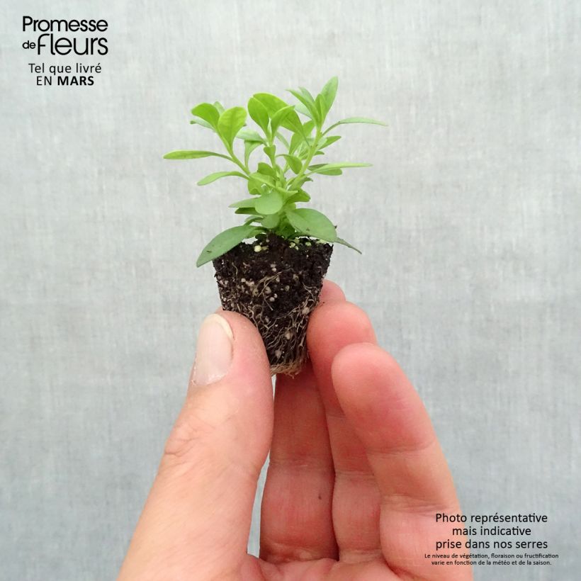 Exemplar von Zauberglöckchen Can-Can Rosies Pink Vein - Calibrachoa Mini-Plug Ø 3/4 cm wie im Frühjahr geliefert