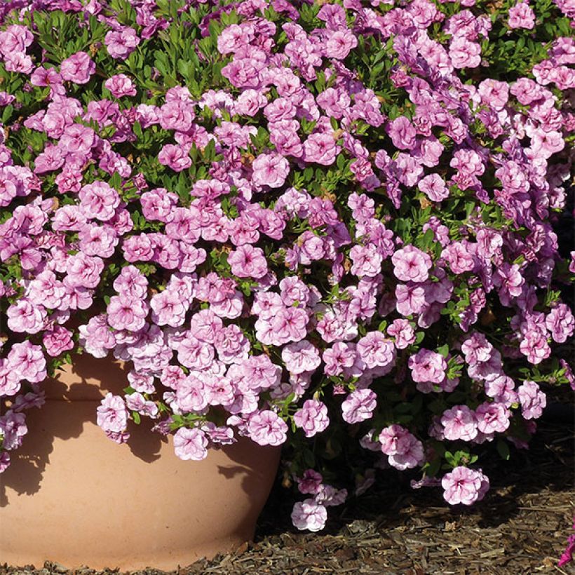 Zauberglöckchen Can-Can Rosies Pink Vein - Calibrachoa (Wuchs)
