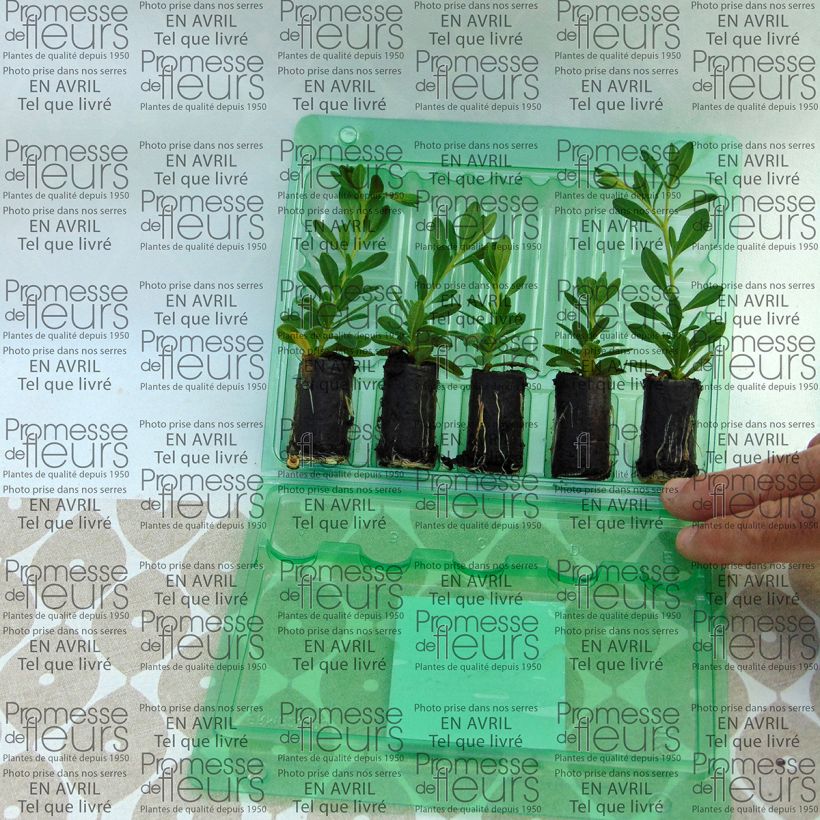 Beispiel eines Exemplars von Zauberglöckchen Chameleon Double Pink Yellow - Calibrachoa Mini-Plug Ø 3/4 cm wie geliefert