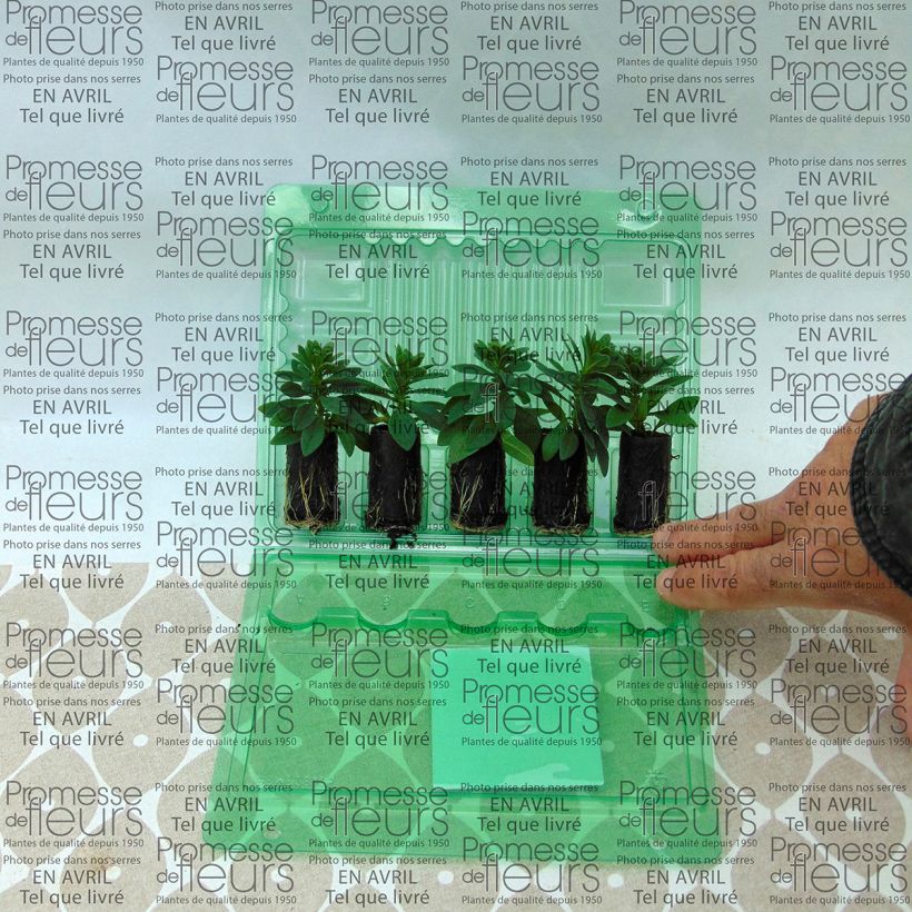 Beispiel eines Exemplars von Zauberglöckchen Chameleon Pink Passion - Calibrachoa Mini-Plug Ø 3/4 cm wie geliefert