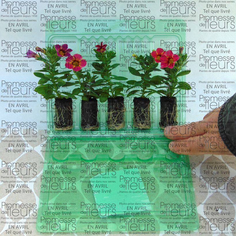 Beispiel eines Exemplars von Zauberglöckchen Chameleon Sunshine Berry - Calibrachoa Mini-Plug Ø 3/4 cm wie geliefert