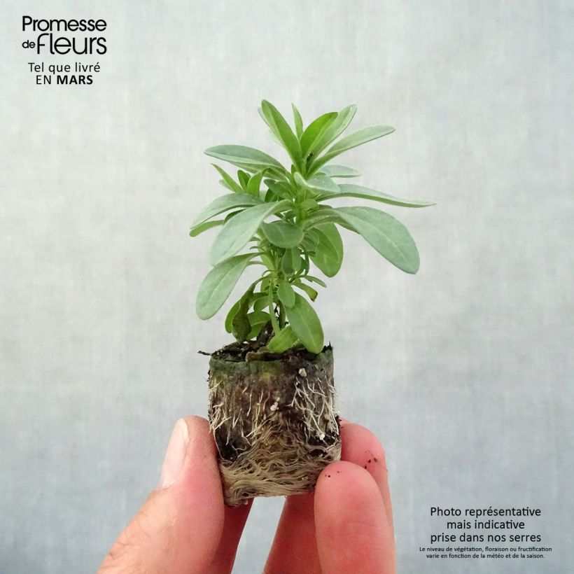 Example of Zauberglöckchen Eyeconic Purple - Calibrachoa Mini-Plug Ø 3/4 cm as you get in printemps