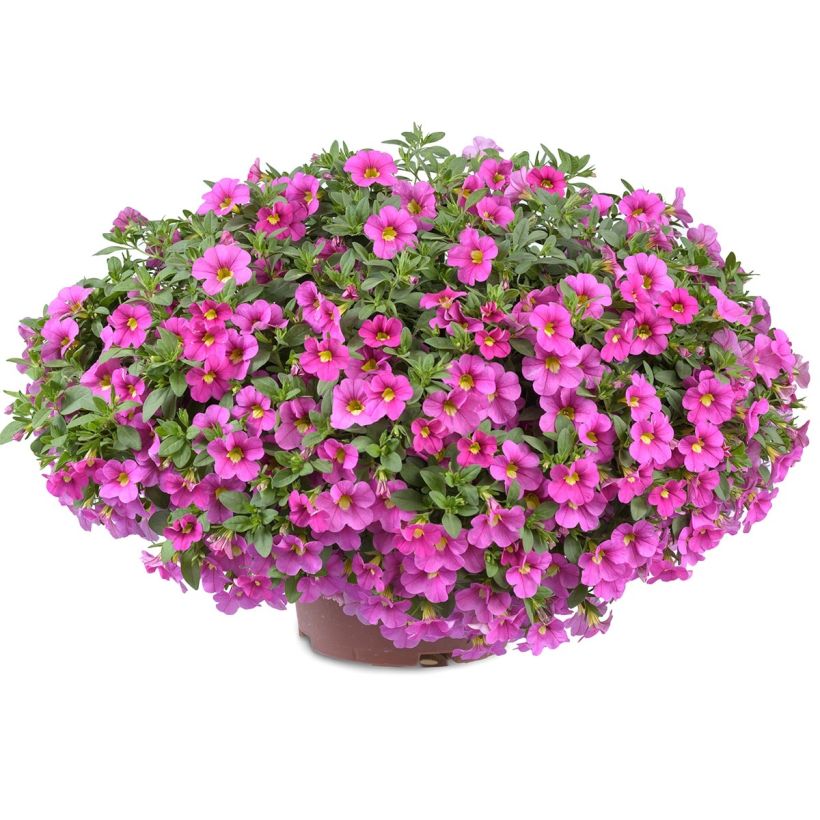 Zauberglöckchen Noa Bubblegum - Calibrachoa (Wuchs)