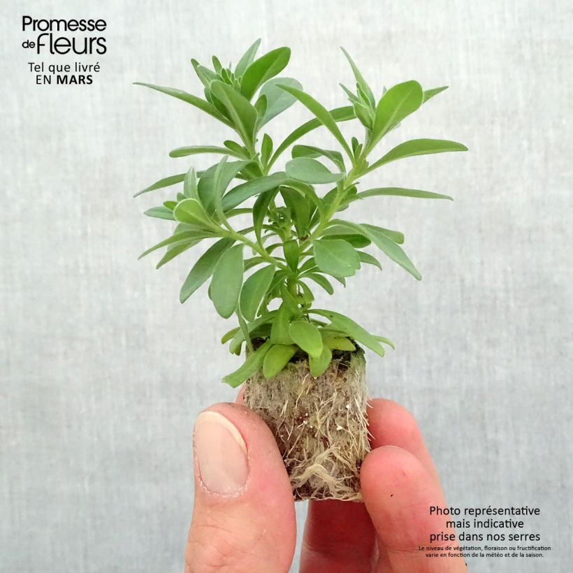 Exemplar von Zauberglöckchen Lia Dark Red - Calibrachoa Mini-Plug Ø 3/4 cm wie im Frühjahr geliefert