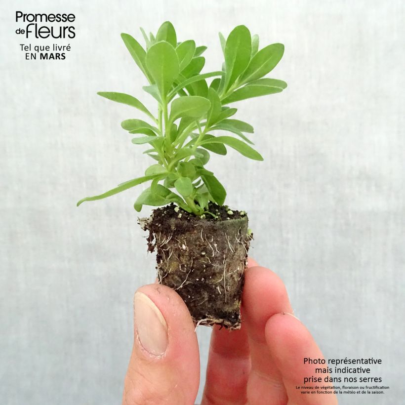 Example of Zauberglöckchen Noa Almond Blossom - Calibrachoa Mini-Plug Ø 3/4 cm as you get in printemps