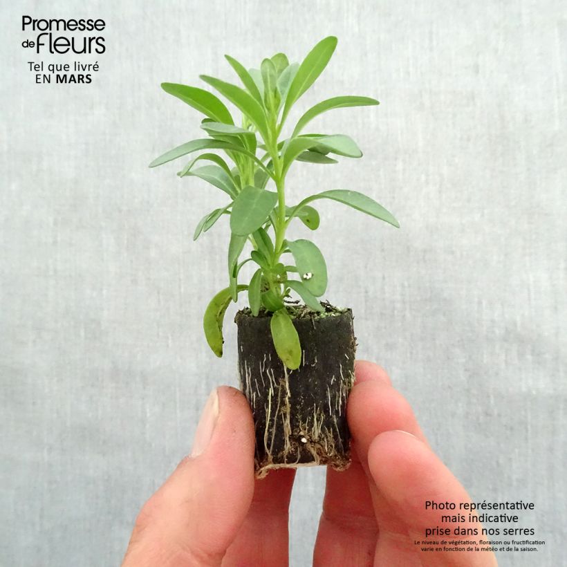 Exemplar von Zauberglöckchen Noa Dark Pink Carnival - Calibrachoa Mini-Plug Ø 3/4 cm wie im Frühjahr geliefert