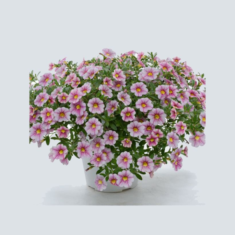 Zauberglöckchen Noa Princess - Calibrachoa (Plant habit)