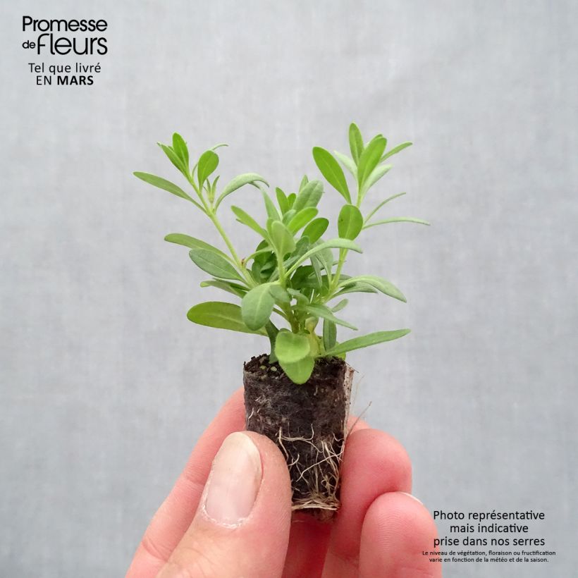 Example of Zauberglöckchen Superbells Cherry Star - Calibrachoa Mini-Plug Ø 1,5/2,5 cm as you get in printemps