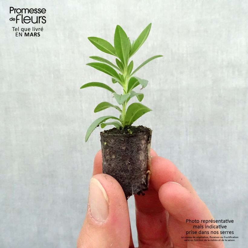 Exemplar von Zauberglöckchen Superbells Double Ruby - Calibrachoa Mini-Plug Ø 1,5/2,5 cm wie im Frühjahr geliefert