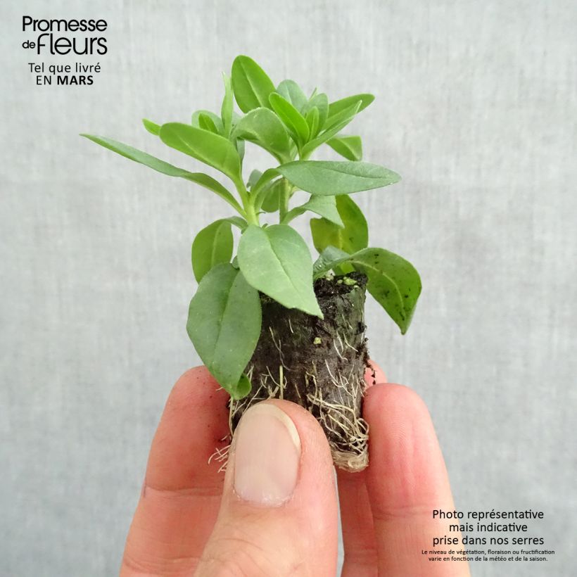 Exemplar von Zauberglöckchen Superbells Lemon Slice - Calibrachoa Mini-Plug Ø 3/4 cm wie im Frühjahr geliefert