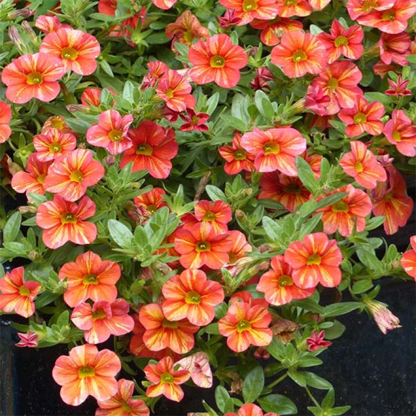 Zauberglöckchen Superbells Tropical Sunrise - Calibrachoa (Wuchs)