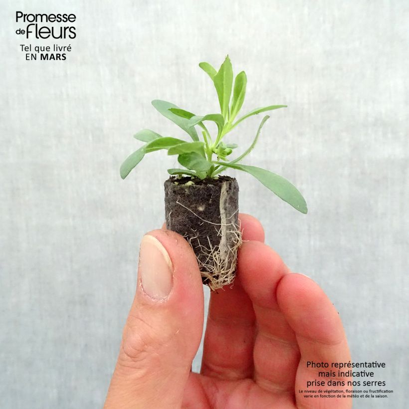 Example of Zauberglöckchen Superbells Unique Blue Violet - Calibrachoa Mini-Plug Ø 1,5/2,5 cm as you get in printemps