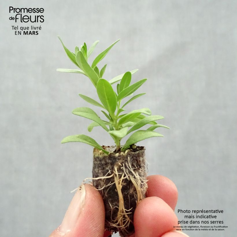 Example of Zauberglöckchen Superbells Unique Mango Punch - Calibrachoa Mini-Plug Ø 1,5/2,5 cm as you get in printemps