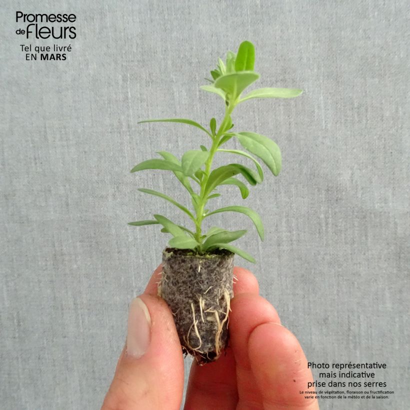 Example of Zauberglöckchen Superbells Unique White - Calibrachoa Mini-Plug Ø 1,5/2,5 cm as you get in printemps