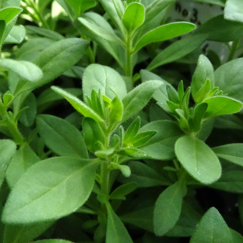Zauberglöckchen Superbells Unique White - Calibrachoa (Foliage)