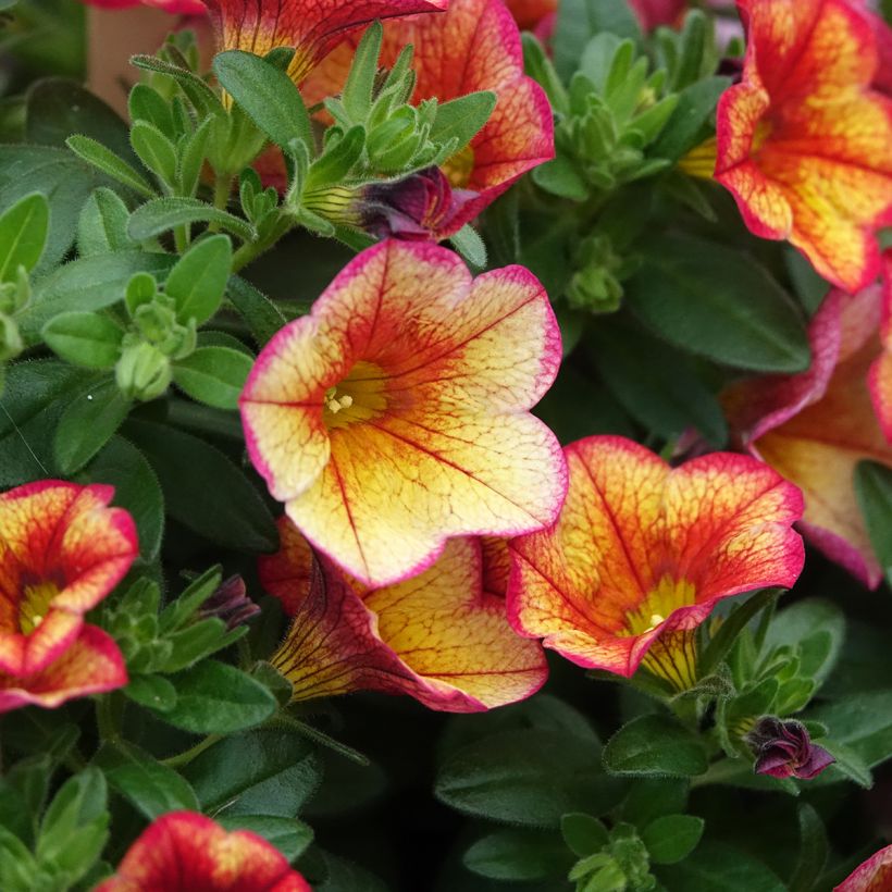 Zauberglöckchen MiniFamous Uno Bakari - Calibrachoa (Blüte)