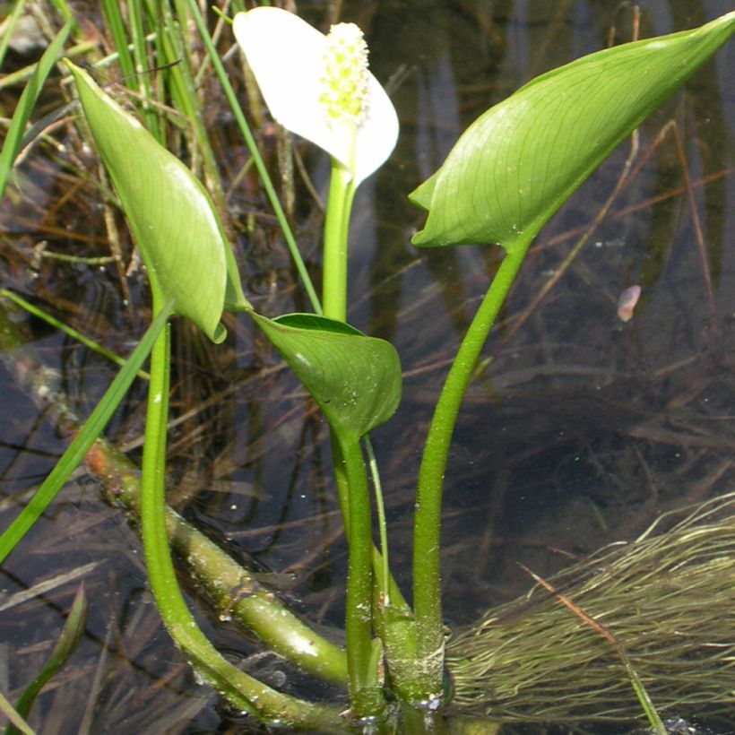 Calla palustris - Schlangenwurz (Wuchs)
