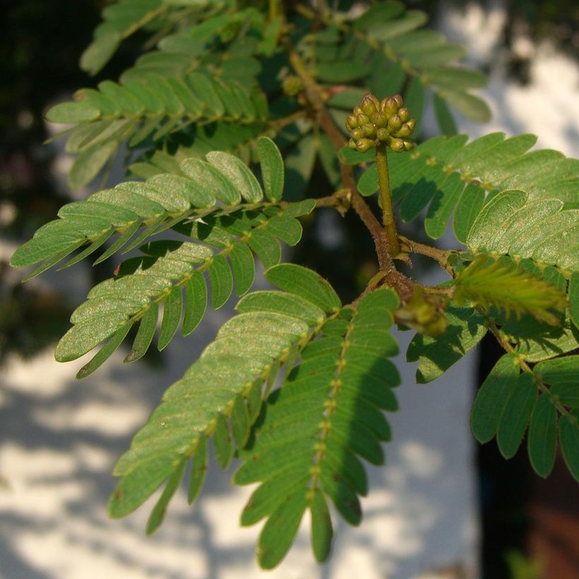 Calliandra surinamensis - Rosa Puderquastenstrauch (Foliage)