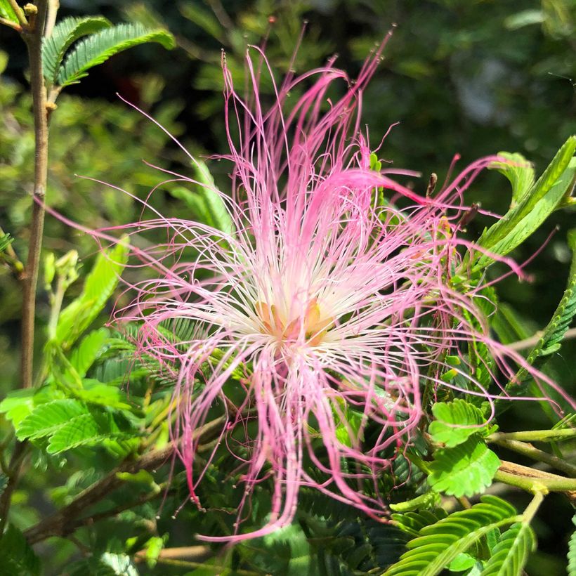 Calliandra surinamensis Dixie Pink - Rosa Puderquastenstrauch (Flowering)