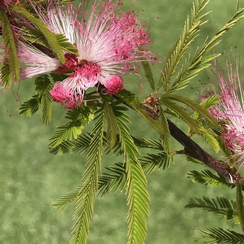 Calliandra surinamensis Dixie Pink - Rosa Puderquastenstrauch (Foliage)