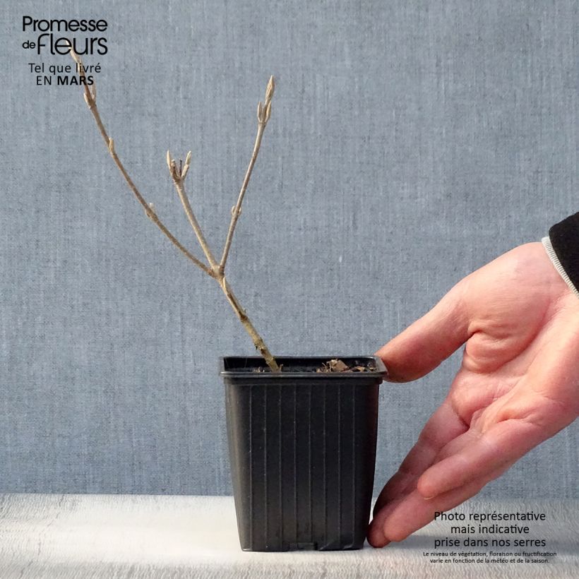 Example of Liebesperlenstrauch Magical Snowstar - Callicarpa bodinieri Kleine Töpfe von 8/9 cm as you get in printemps