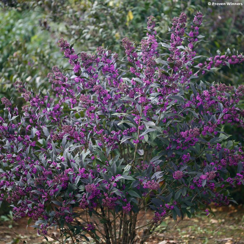 Liebesperlenstrauch Pearl Glam - Callicarpa bodinieri (Plant habit)