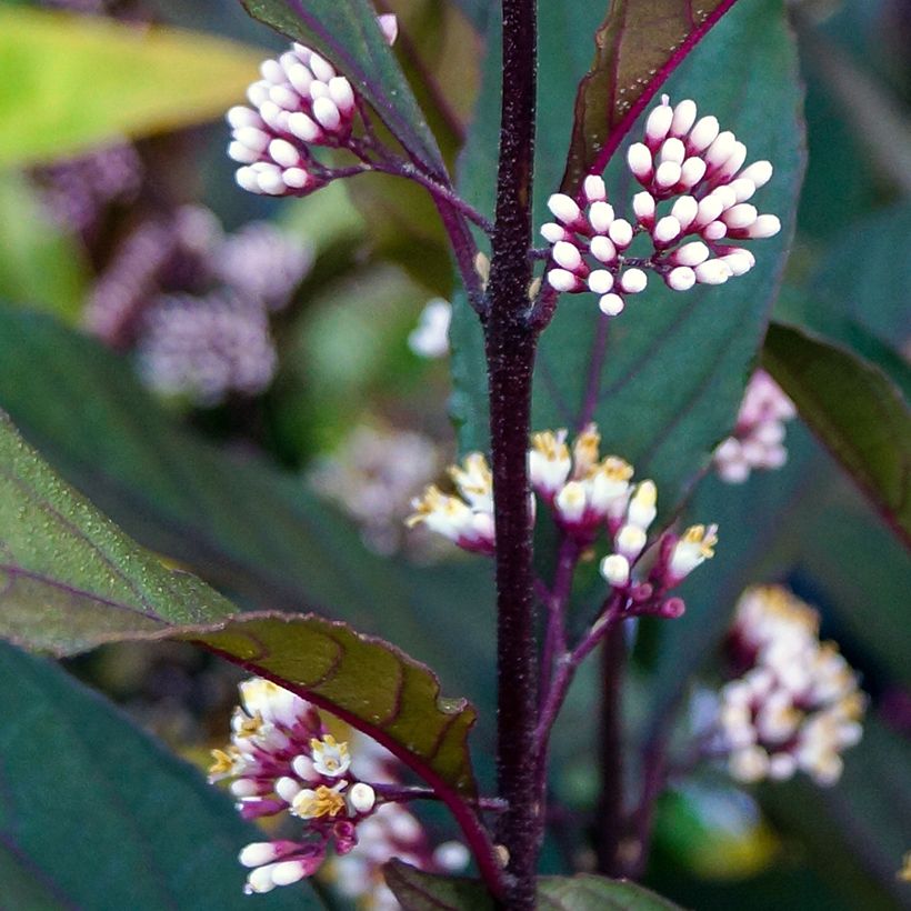 Liebesperlenstrauch Pearl Glam - Callicarpa bodinieri (Flowering)