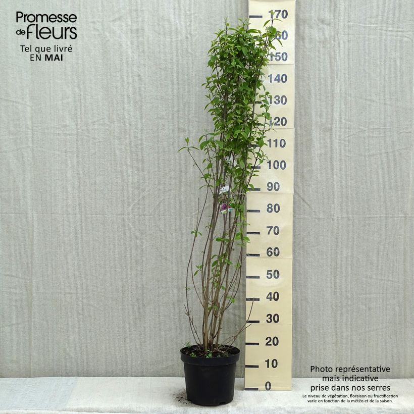 Example of Liebesperlenstrauch Profusion - Callicarpa bodinieri Topf mit 12L/15L as you get in printemps