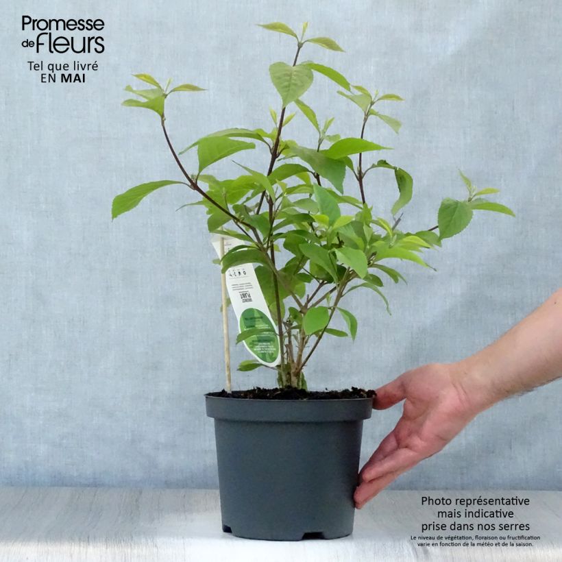 Example of Liebesperlenstrauch Profusion - Callicarpa bodinieri Topf mit 2L/3L as you get in printemps