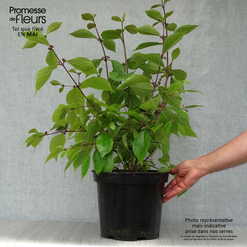 Example of Liebesperlenstrauch Profusion - Callicarpa bodinieri Topf mit 7,5L/10L as you get in printemps