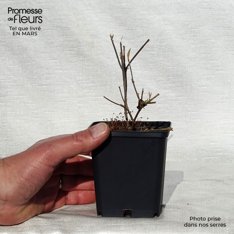 Example of Liebesperlenstrauch Profusion - Callicarpa bodinieri Kleine Töpfe von 8/9 cm as you get in printemps