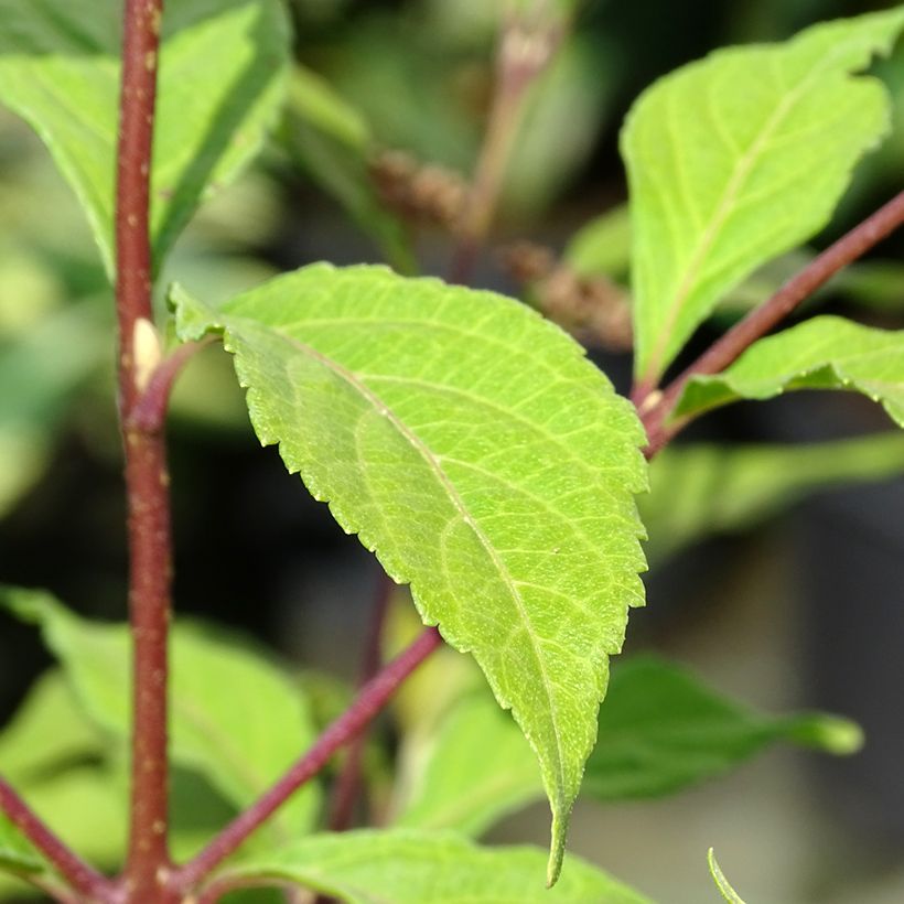 Purpur-Schönfrucht Cardinal - Callicarpa dichotoma (Laub)