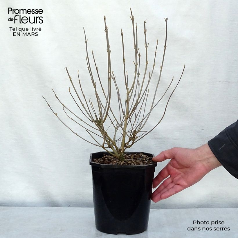 Exemplar von Japanische Schönfrucht - Callicarpa japonica Topf mit 4L/5L wie im Winter geliefert