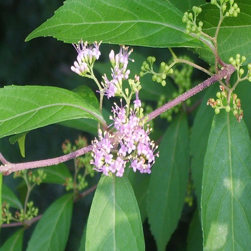 Herbstblühende Schönfrucht - Callicarpa kwangtungensis (Foliage)