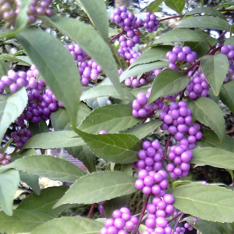 Herbstblühende Schönfrucht - Callicarpa kwangtungensis (Harvest)
