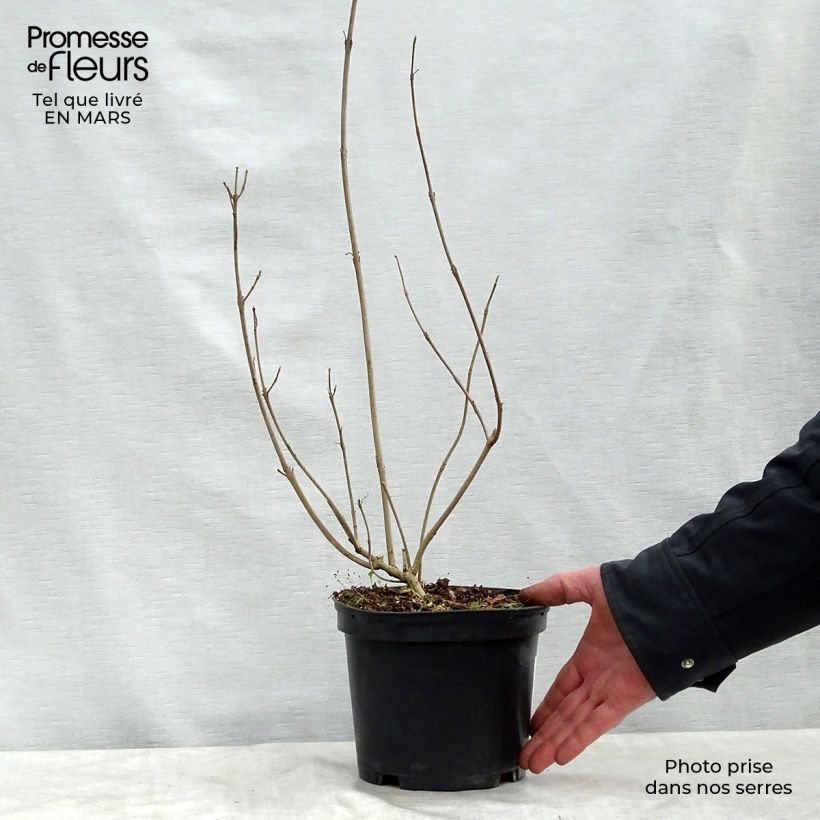 Example of Herbstblühende Schönfrucht - Callicarpa kwangtungensis Topf mit 2L/3L as you get in printemps