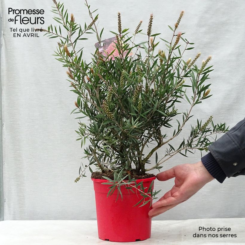 Exemplar von Callistemon citrinus Burgundy - Zylinderputzer Topf mit 3L/4L, Strauch wie im Frühjahr geliefert