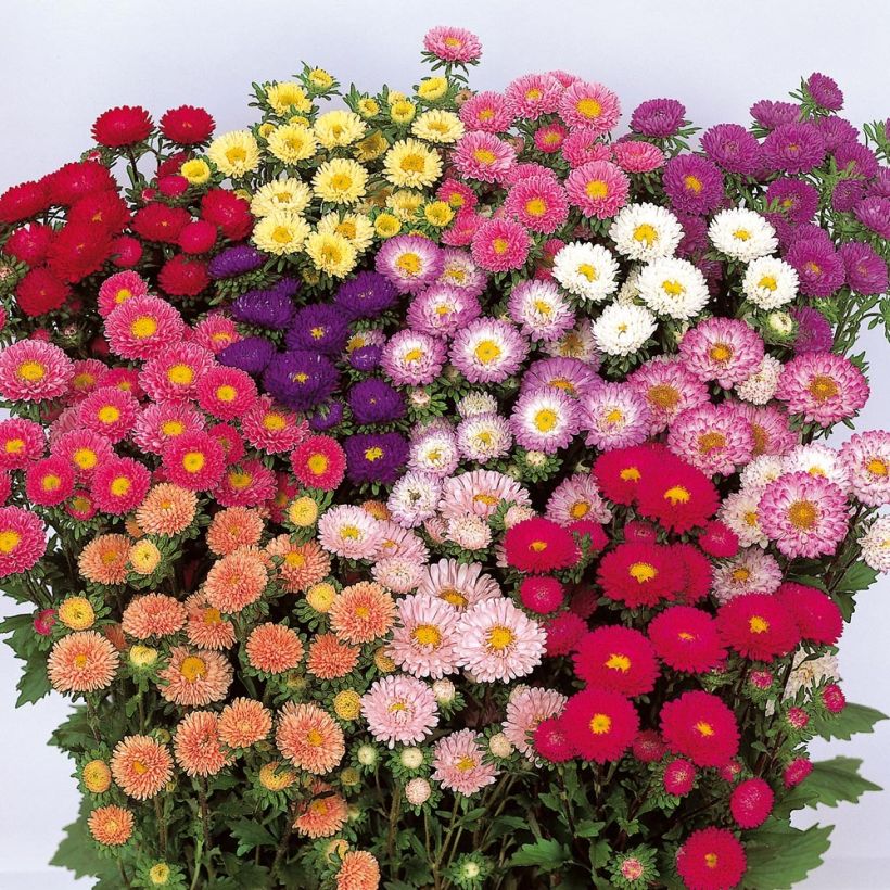 Sommeraster Matsumoto Mix - Callistephus sinensis (Blüte)