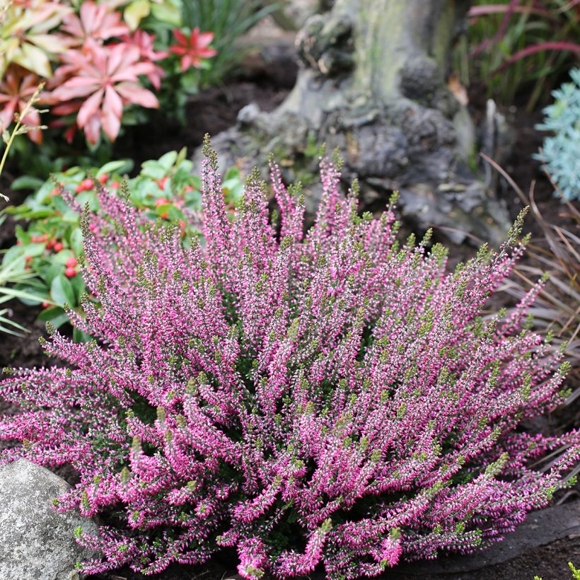 Besenheide Garden Girls Amethyst - Calluna vulgaris (Wuchs)